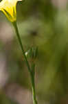 Grooved flax
